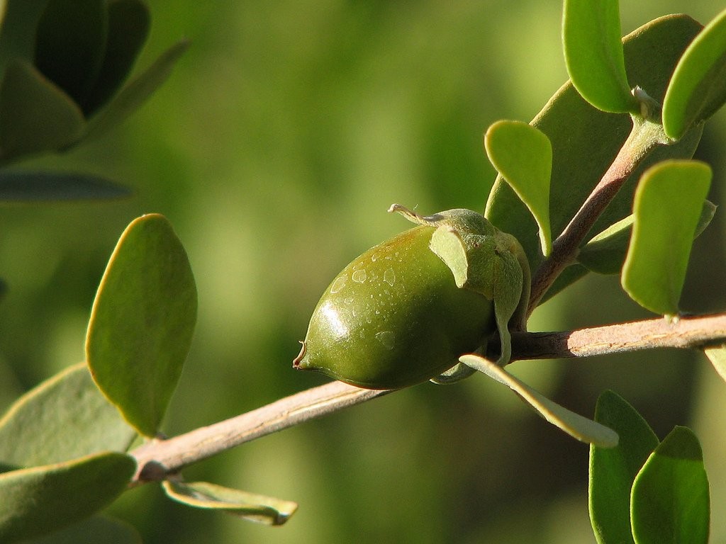 jojoba oil