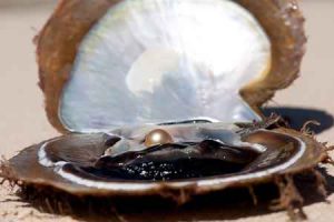 pinctada maxima oyster
