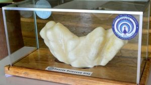 most expensive pearl in the world